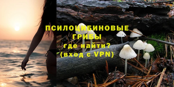 хмурый Аркадак