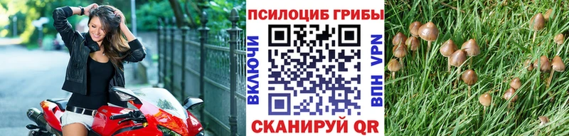 Галлюциногенные грибы Psilocybine cubensis  Сысерть 